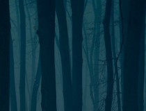The Woods