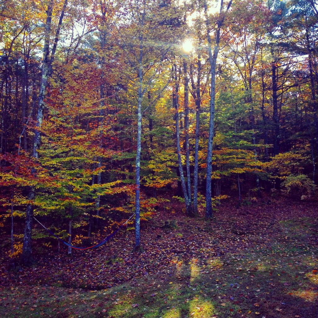 Jenny's backyard