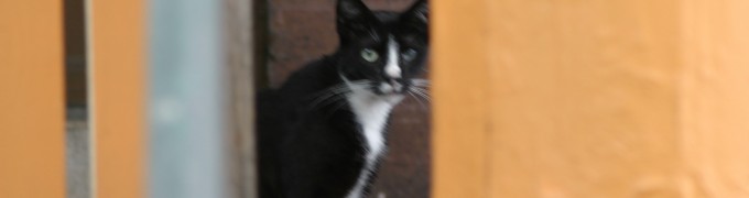 Stray cat on porch of 4101 Spring Garden Street